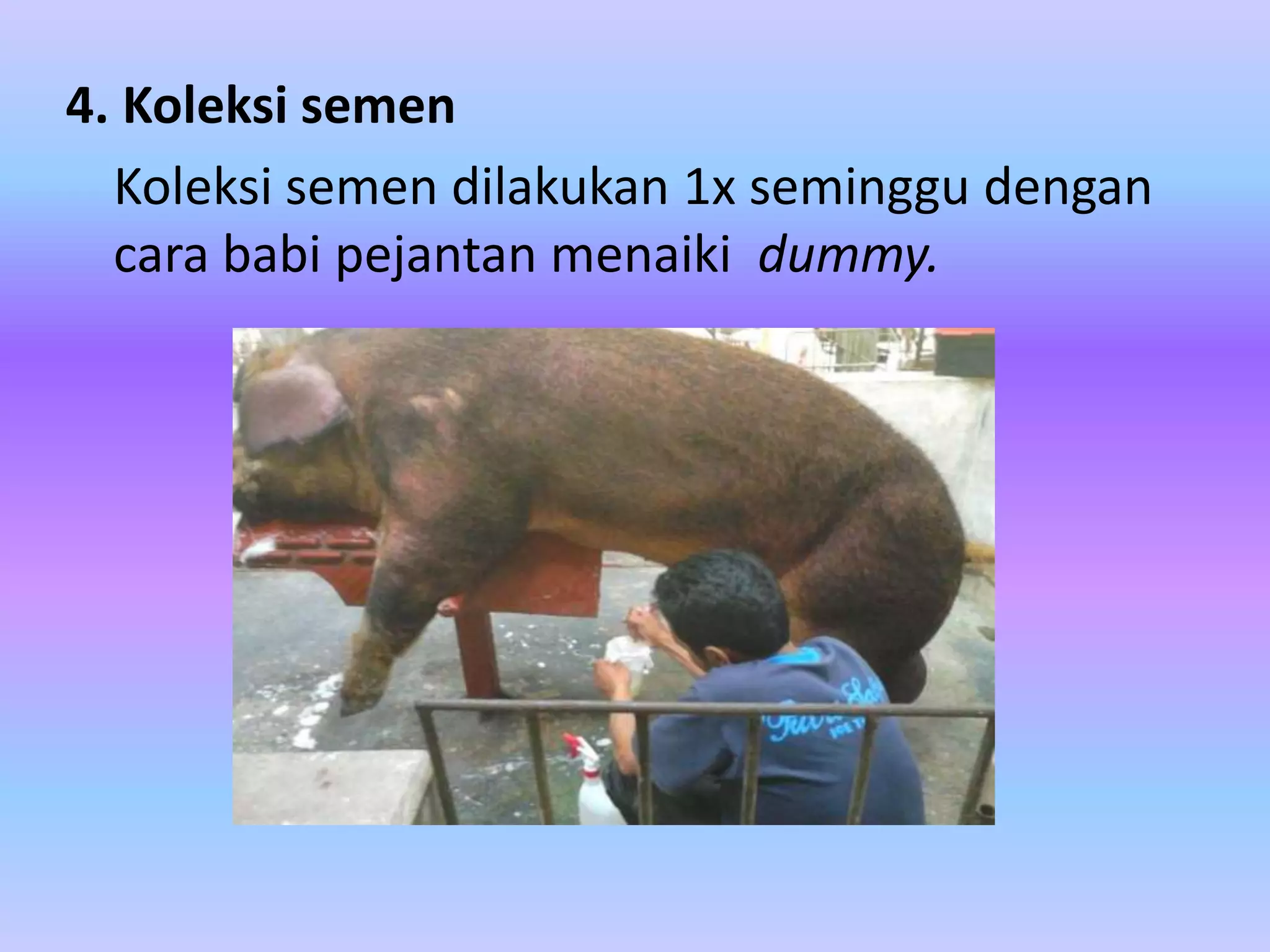 MANAJEMEN PERKAWINAN PADA BABI DI CV. ADHI FARM KARANGANYAR | PPTX