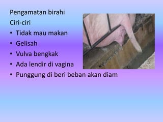 MANAJEMEN PERKAWINAN PADA BABI DI CV. ADHI FARM KARANGANYAR | PPTX