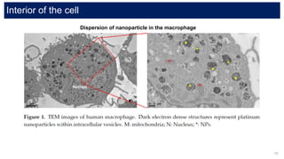 Cellular uptake of nanoparticles (metals) | PPTX