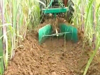 INTERCULTURE PRACTICES IN SUGARCANE BY SIDDIQUE AHMAD | PPTX
