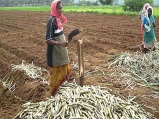 INTERCULTURE PRACTICES IN SUGARCANE BY SIDDIQUE AHMAD | PPTX