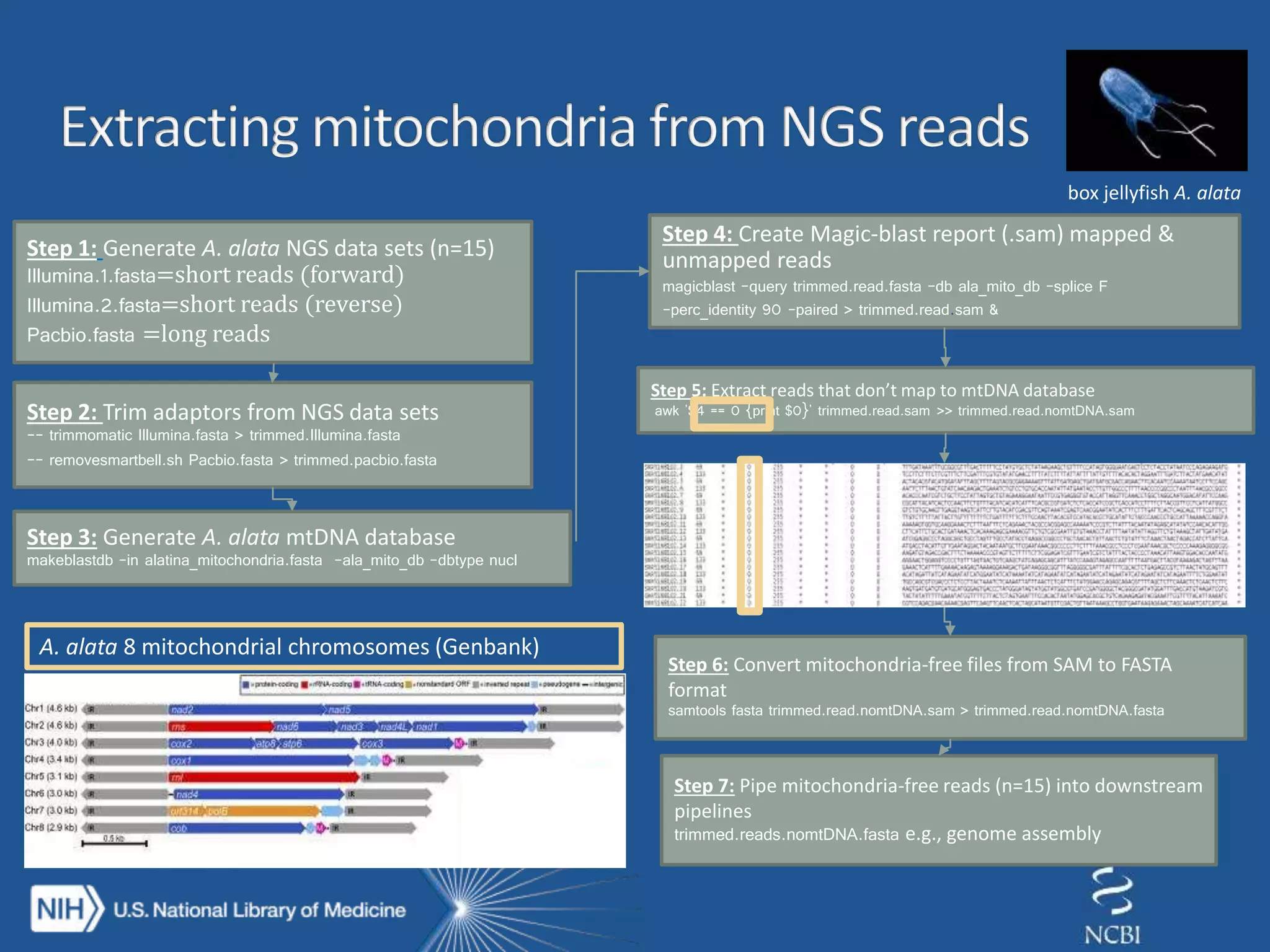 Step 6: Convert mitochondria-free files from SAM to FASTA
format
samtools fasta trimmed.read.nomtDNA.sam > trimmed.read.nomtDNA.fasta
Step 5: Extract reads that don’t map to mtDNA database
awk '$4 == 0 {print $0}' trimmed.read.sam >> trimmed.read.nomtDNA.sam
Step 4: Create Magic-blast report (.sam) mapped &
unmapped reads
magicblast -query trimmed.read.fasta -db ala_mito_db -splice F
-perc_identity 90 -paired > trimmed.read.sam &
Step 3: Generate A. alata mtDNA database
makeblastdb -in alatina_mitochondria.fasta -ala_mito_db -dbtype nucl
Step 2: Trim adaptors from NGS data sets
-- trimmomatic Illumina.fasta > trimmed.Illumina.fasta
-- removesmartbell.sh Pacbio.fasta > trimmed.pacbio.fasta
Step 1: Generate A. alata NGS data sets (n=15)
Illumina.1.fasta=short reads (forward)
Illumina.2.fasta=short reads (reverse)
Pacbio.fasta =long reads
A. alata 8 mitochondrial chromosomes (Genbank)
Step 7: Pipe mitochondria-free reads (n=15) into downstream
pipelines
trimmed.reads.nomtDNA.fasta e.g., genome assembly
box jellyfish A. alata
 