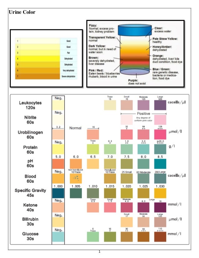 Urine analysis & Hematology Slides