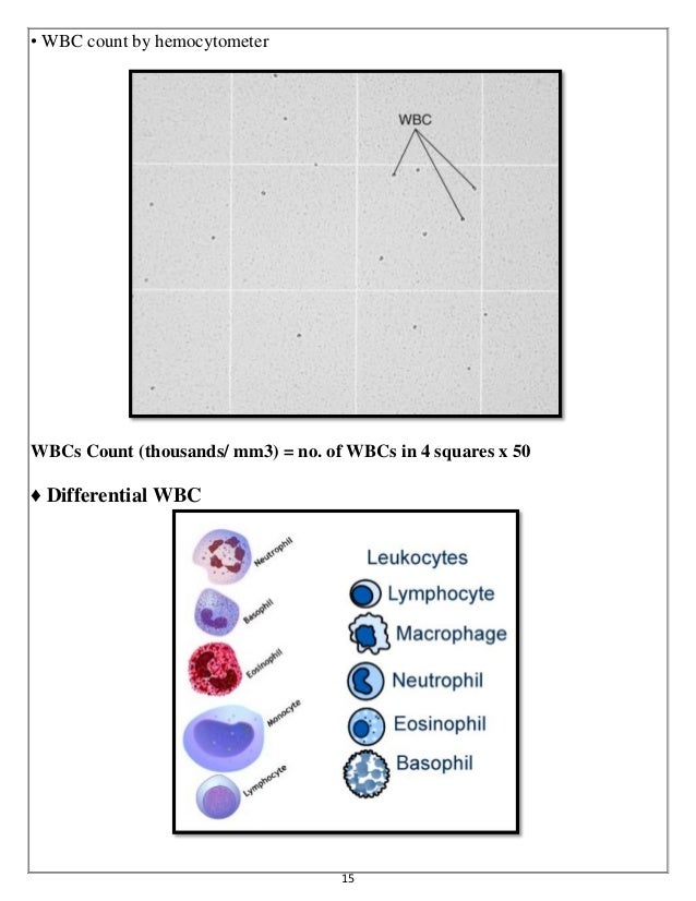 Urine analysis & Hematology Slides