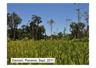 Damani, Panama, Sept. 2011
 