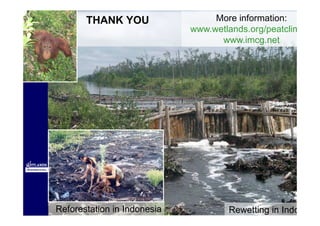 THANK YOU                  More information:
                             www.wetlands.org/peatclimate
                                   www.imcg.net




                                       22 Oktober 1997



Reforestation in Indonesia           Rewetting in Indonesia
 