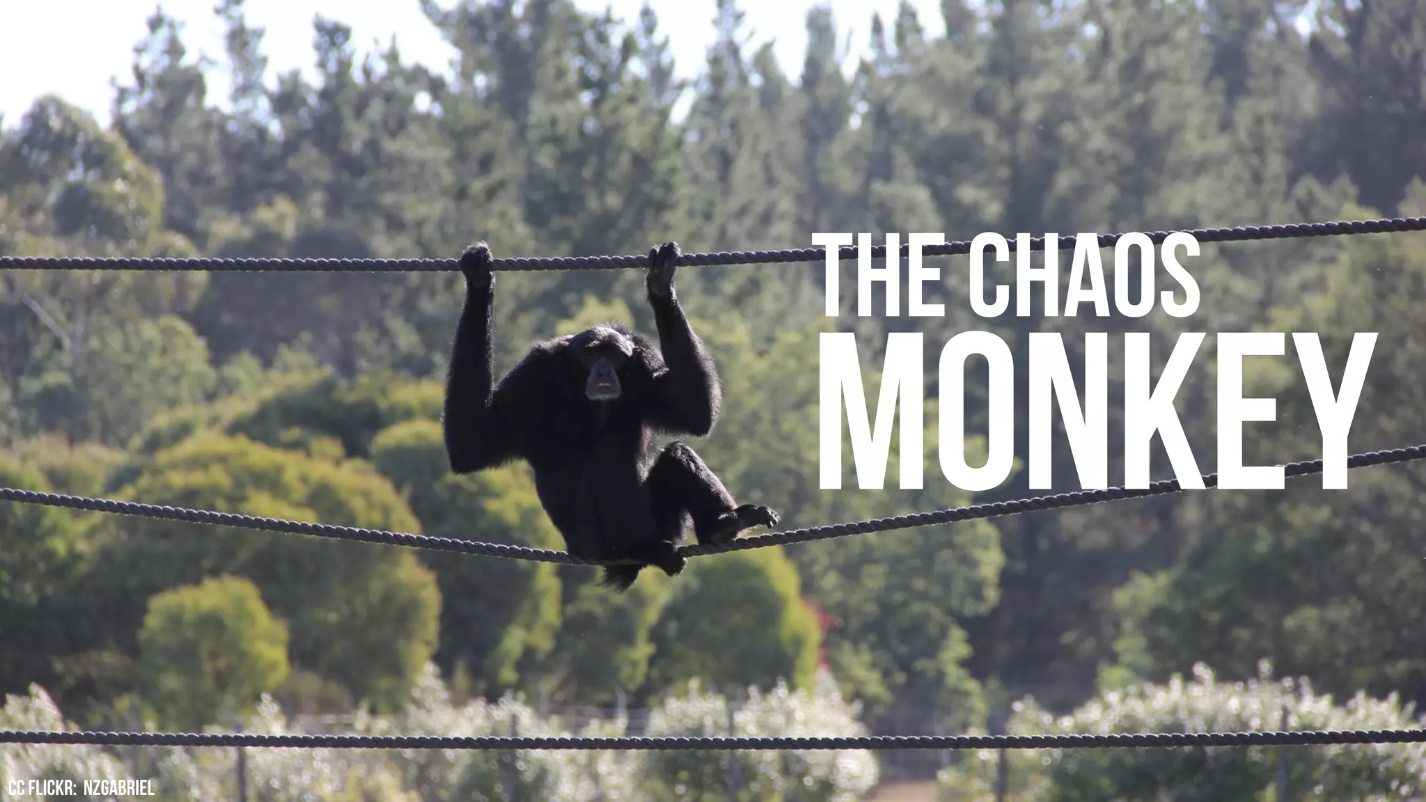 The CHAOS
                       MONKEY
cc Flickr: Nzgabriel
 