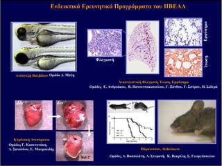Bcl-2+
Οµάδες Γ. Καπετανάκη,
∆. Σανούδου, Ε. Μαυροειδής
Ενδεικτικά Ερευνητικά Προγράµµατα του ΙΙΒΕΑΑ
Οµάδα ∆. ΜπέηΑνάπτυξη Βαλβίδων
Καρδιακή Ανεπάρκεια
Πάρκινσσον, Alzheimers
Οµάδες ∆. Βασσιλάτη, Λ. Στεφανή, Κ. Βεκρέλη, Σ. Γεωργόπουλου
Αναπνευστική Φλεγµονή, Ίνωση, Εµφύσηµα
Οµάδες Ε. Ανδρεάκου, Β. Πανουτσακοπούλου, Γ. Ξάνθου, Γ. Σπύρου, Π. Σιδερά
Φλεγµονή
des+/+ des-/-
ΕµφύσηµαΊνωση
EMBRYONIC AND ADULT STEM CELL BIOLOGYEMBRYONIC AND ADULT STEM CELL BIOLOGY
Νευρώνες
Πολυδύναµα ΕΒ ποντικού
Πρόδροµα νευρικά
κύτταρα
Πρόδροµα κύτταρα
παγκρέατος
Ινσουλινο-παραγωγά
κύτταρα
Ινσουλίνη / C-πεπτίδιο
Οµάδα Α. Γαβαλά
∆ιαφοροποίηση
(πολλαπλά βήµατα)
Επαγωγή ενδογενών
παραγόντων
Ανάλογες µελέτες µε προγονικά κύτταρα από ενήλικα ιστό στοχεύουν:
Καρδιά (Σ. Καπετανάκη),
Πνεύµονα (Π. Σιδεράς),
Αιµατοποιητικό (Γ. Βασιλόπουλος, Ν. Ανάγνου, Α. Σταυροπούλου),
Νευρικό (Μ. Μάγκουρα),
Νεφρό (Α. Χαρώνης)
 