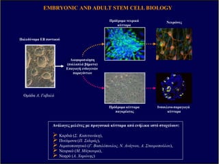 Bcl-2+
Οµάδες Γ. Καπετανάκη,
∆. Σανούδου, Ε. Μαυροειδής
Ενδεικτικά Ερευνητικά Προγράµµατα του ΙΙΒΕΑΑ
Οµάδα ∆. ΜπέηΑνάπτυξη Βαλβίδων
Καρδιακή Ανεπάρκεια
Πάρκινσσον, Alzheimers
Οµάδες ∆. Βασσιλάτη, Λ. Στεφανή, Κ. Βεκρέλη, Σ. Γεωργόπουλου
Αναπνευστική Φλεγµονή, Ίνωση, Εµφύσηµα
Οµάδες Ε. Ανδρεάκου, Β. Πανουτσακοπούλου, Γ. Ξάνθου, Γ. Σπύρου, Π. Σιδερά
Φλεγµονή
des+/+ des-/-
ΕµφύσηµαΊνωση
EMBRYONIC AND ADULT STEM CELL BIOLOGYEMBRYONIC AND ADULT STEM CELL BIOLOGY
Νευρώνες
Πολυδύναµα ΕΒ ποντικού
Πρόδροµα νευρικά
κύτταρα
Πρόδροµα κύτταρα
παγκρέατος
Ινσουλινο-παραγωγά
κύτταρα
Ινσουλίνη / C-πεπτίδιο
Οµάδα Α. Γαβαλά
∆ιαφοροποίηση
(πολλαπλά βήµατα)
Επαγωγή ενδογενών
παραγόντων
Ανάλογες µελέτες µε προγονικά κύτταρα από ενήλικα ιστό στοχεύουν:
Καρδιά (Σ. Καπετανάκη),
Πνεύµονα (Π. Σιδεράς),
Αιµατοποιητικό (Γ. Βασιλόπουλος, Ν. Ανάγνου, Α. Σταυροπούλου),
Νευρικό (Μ. Μάγκουρα),
Νεφρό (Α. Χαρώνης)
 