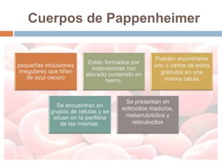 Cuerpos de Pappenheimer
 