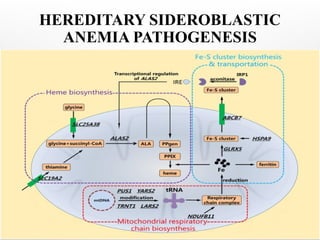 HEREDITARY SIDEROBLASTIC
ANEMIA PATHOGENESIS
 