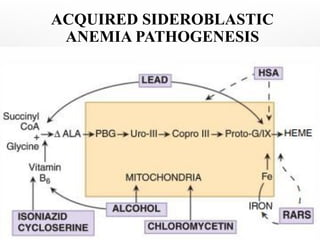 ACQUIRED SIDEROBLASTIC
ANEMIA PATHOGENESIS
 