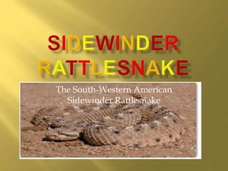 The South-Western American
  Sidewinder Rattlesnake
 