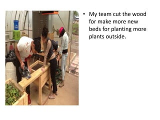 • My team cut the wood
for make more new
beds for planting more
plants outside.
 