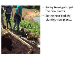 • So my team go to get
the new plants
• So the next bed we
planting new plants.
 