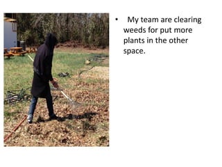 • My team are clearing
weeds for put more
plants in the other
space.
 