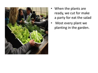 • When the plants are
ready, we cut for make
a party for eat the salad
• Most every plant we
planting in the garden.
 