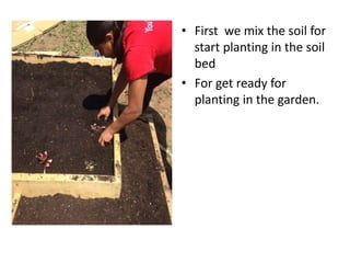 • First we mix the soil for
start planting in the soil
bed
• For get ready for
planting in the garden.
 