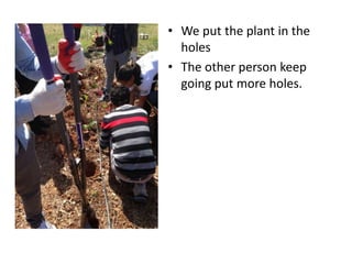• We put the plant in the
holes
• The other person keep
going put more holes.
 