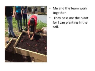 • Me and the team work
together
• They pass me the plant
for I can planting in the
soil.
 