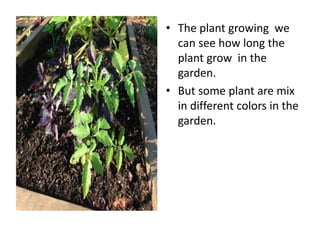 • The plant growing we
can see how long the
plant grow in the
garden.
• But some plant are mix
in different colors in the
garden.
 