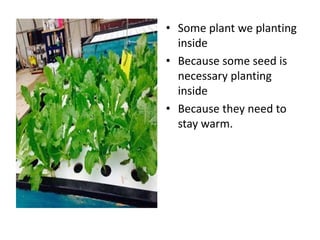 • Some plant we planting
inside
• Because some seed is
necessary planting
inside
• Because they need to
stay warm.
 