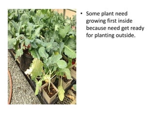 • Some plant need
growing first inside
because need get ready
for planting outside.
 