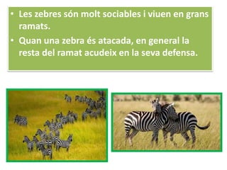 • Les zebres són molt sociables i viuen en grans
ramats.
• Quan una zebra és atacada, en general la
resta del ramat acudeix en la seva defensa.
 
