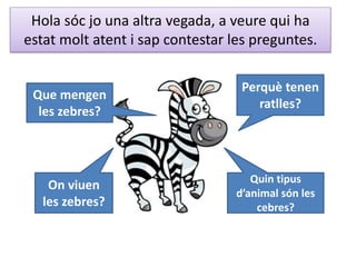 Hola sóc jo una altra vegada, a veure qui ha
estat molt atent i sap contestar les preguntes.
Que mengen
les zebres?
On viuen
les zebres?
Perquè tenen
ratlles?
Quin tipus
d’animal són les
cebres?
 