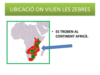 UBICACIÓ ON VIUEN LES ZEBRES
• ES TROBEN AL
CONTINENT AFRICÀ.
 