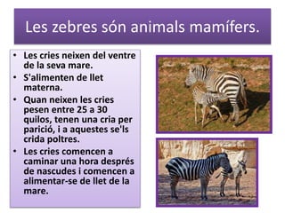 Les zebres són animals mamífers.
• Les cries neixen del ventre
de la seva mare.
• S'alimenten de llet
materna.
• Quan neixen les cries
pesen entre 25 a 30
quilos, tenen una cria per
parició, i a aquestes se'ls
crida poltres.
• Les cries comencen a
caminar una hora després
de nascudes i comencen a
alimentar-se de llet de la
mare.
 