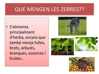 QUE MENGEN LES ZEBRES??
• S'alimenta
principalment
d'herba, encara que
també menja fulles,
brots, arbusts,
branques, escorces i
fruites..
 