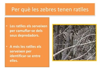 Per què les zebres tenen ratlles
• Les ratlles els serveixen
per camuflar-se dels
seus depredadors.
• A més les ratlles els
serveixen per
identificar-se entre
elles.
 