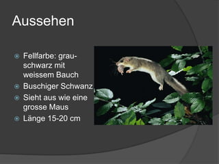 AussehenFellfarbe: grau-schwarz mit weissem BauchBuschiger SchwanzSieht aus wie eine grosse MausLänge 15-20 cm