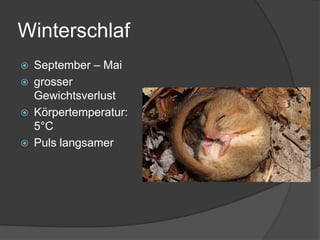 WinterschlafSeptember – Maigrosser  GewichtsverlustKörpertemperatur:    5°CPuls langsamer 