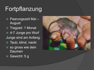 FortpflanzungPaarungszeit Mai – AugustTragzeit: 1 Monat4-7 Junge pro WurfJunge sind am Anfang:Taub, blind, nacktso gross wie dein DaumenGewicht: 5 g