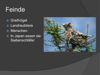 FeindeGreifvögelLandraubtiereMenschenIn Japan essen sie Siebenschläfer