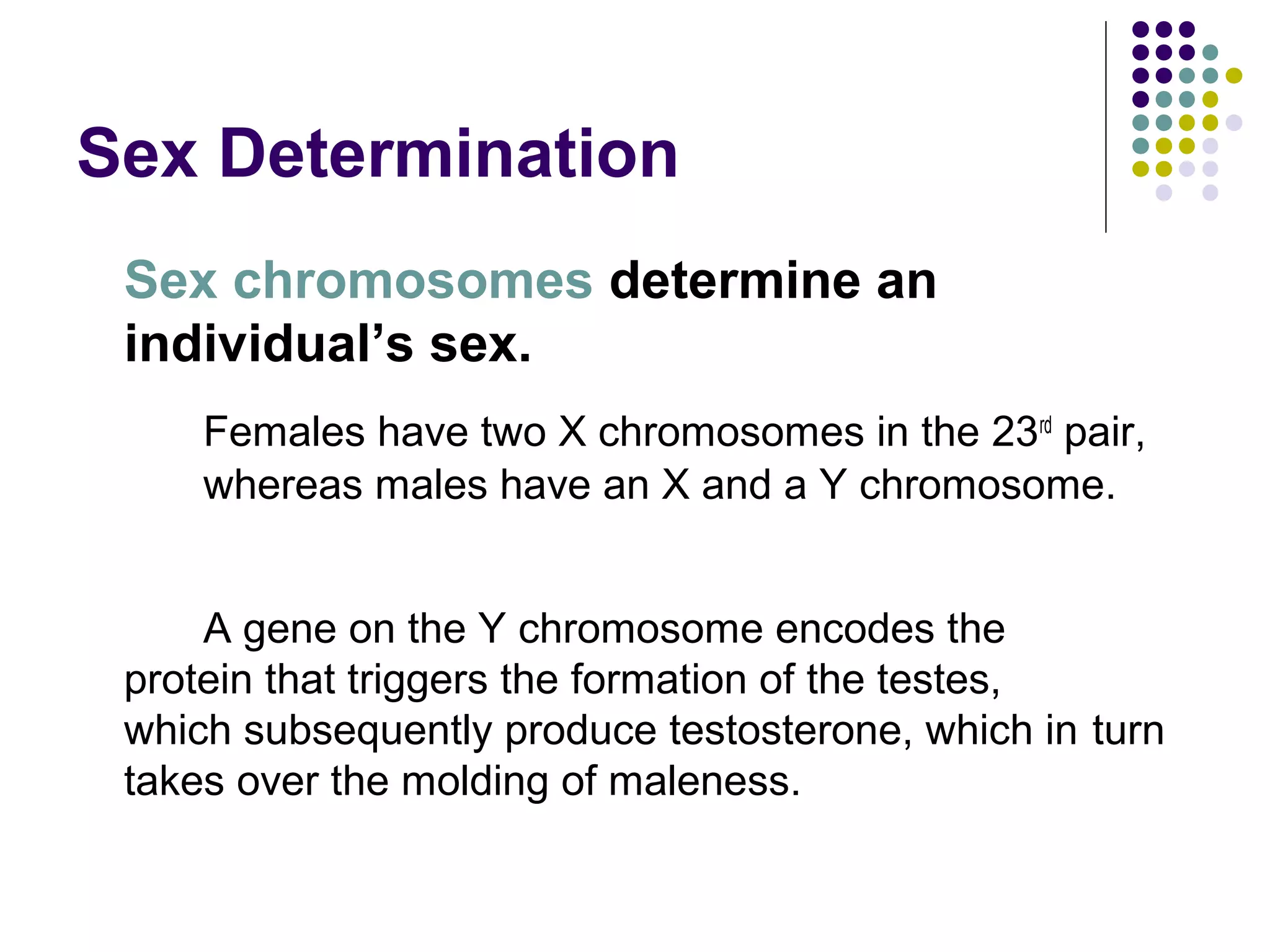 Sex Determination
Sex chromosomes determine an
individual’s sex.
Females have two X chromosomes in the 23rd
pair,
whereas males have an X and a Y chromosome.
A gene on the Y chromosome encodes the
protein that triggers the formation of the testes,
which subsequently produce testosterone, which in turn
takes over the molding of maleness.
 
