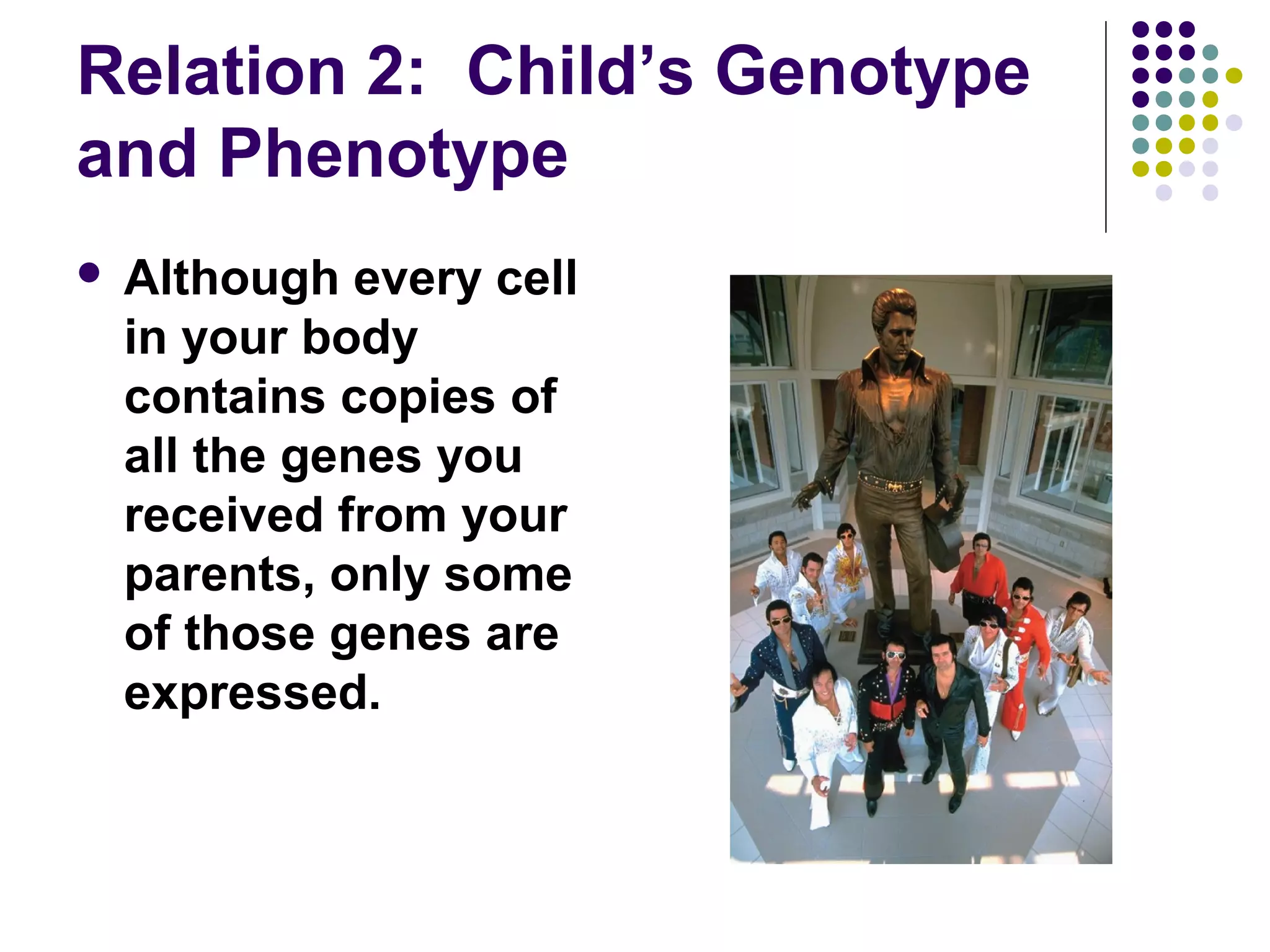 Relation 2: Child’s Genotype
and Phenotype
 Although every cell
in your body
contains copies of
all the genes you
received from your
parents, only some
of those genes are
expressed.
 