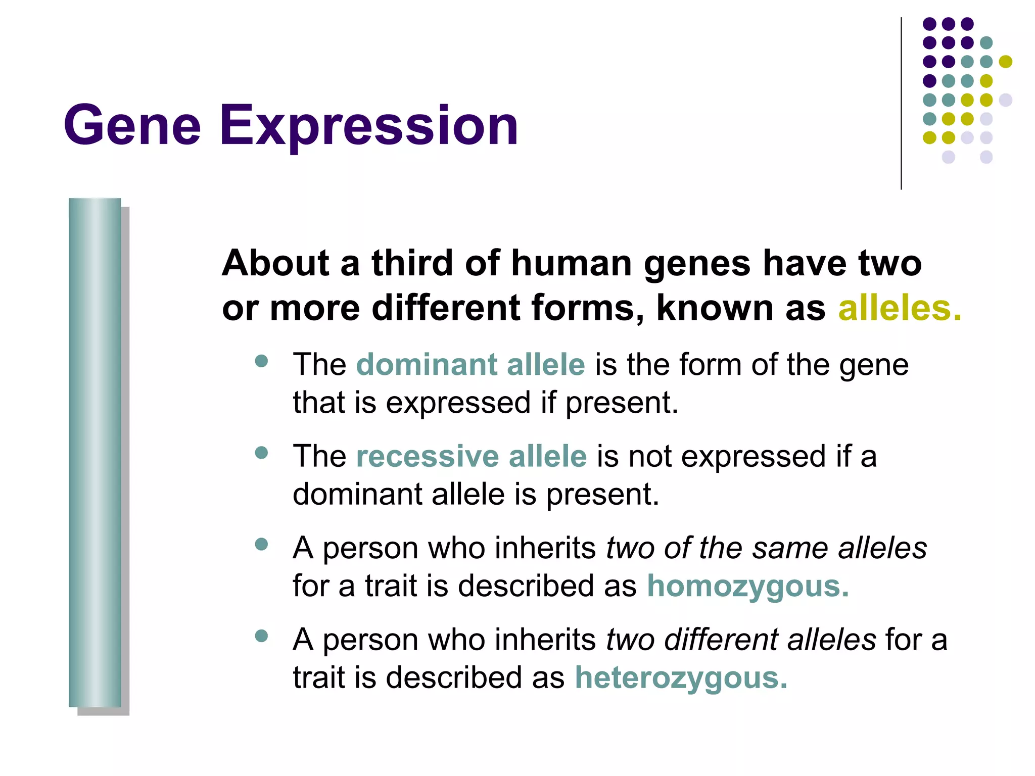 Gene Expression
About a third of human genes have two
or more different forms, known as alleles.
 The dominant allele is the form of the gene
that is expressed if present.
 The recessive allele is not expressed if a
dominant allele is present.
 A person who inherits two of the same alleles
for a trait is described as homozygous.
 A person who inherits two different alleles for a
trait is described as heterozygous.
 