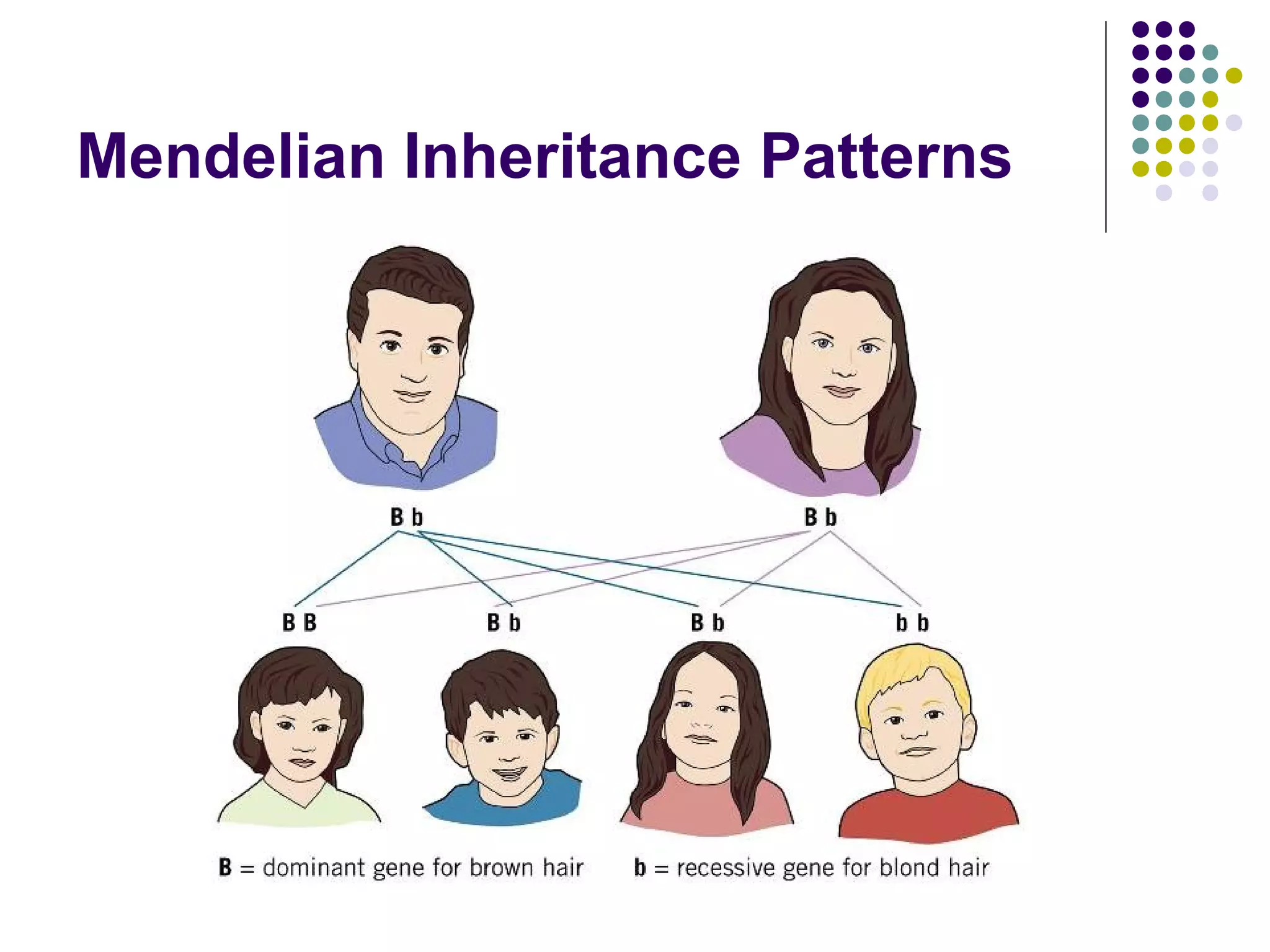 Mendelian Inheritance Patterns
 