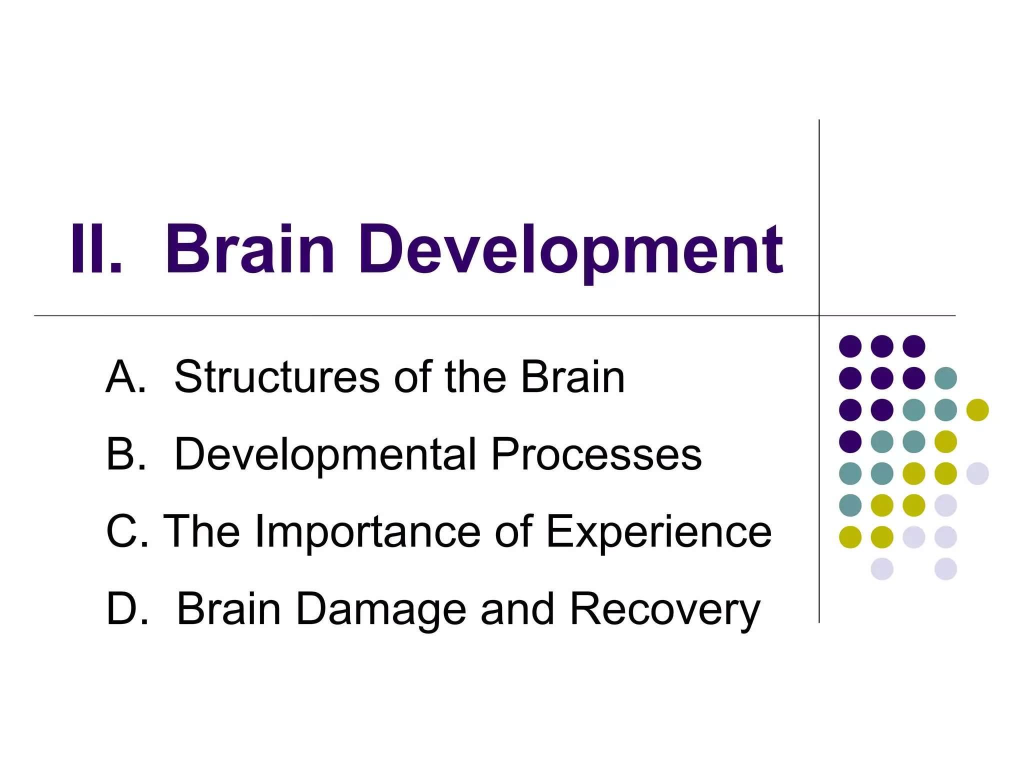 II. Brain Development
A. Structures of the Brain
B. Developmental Processes
C. The Importance of Experience
D. Brain Damage and Recovery
 