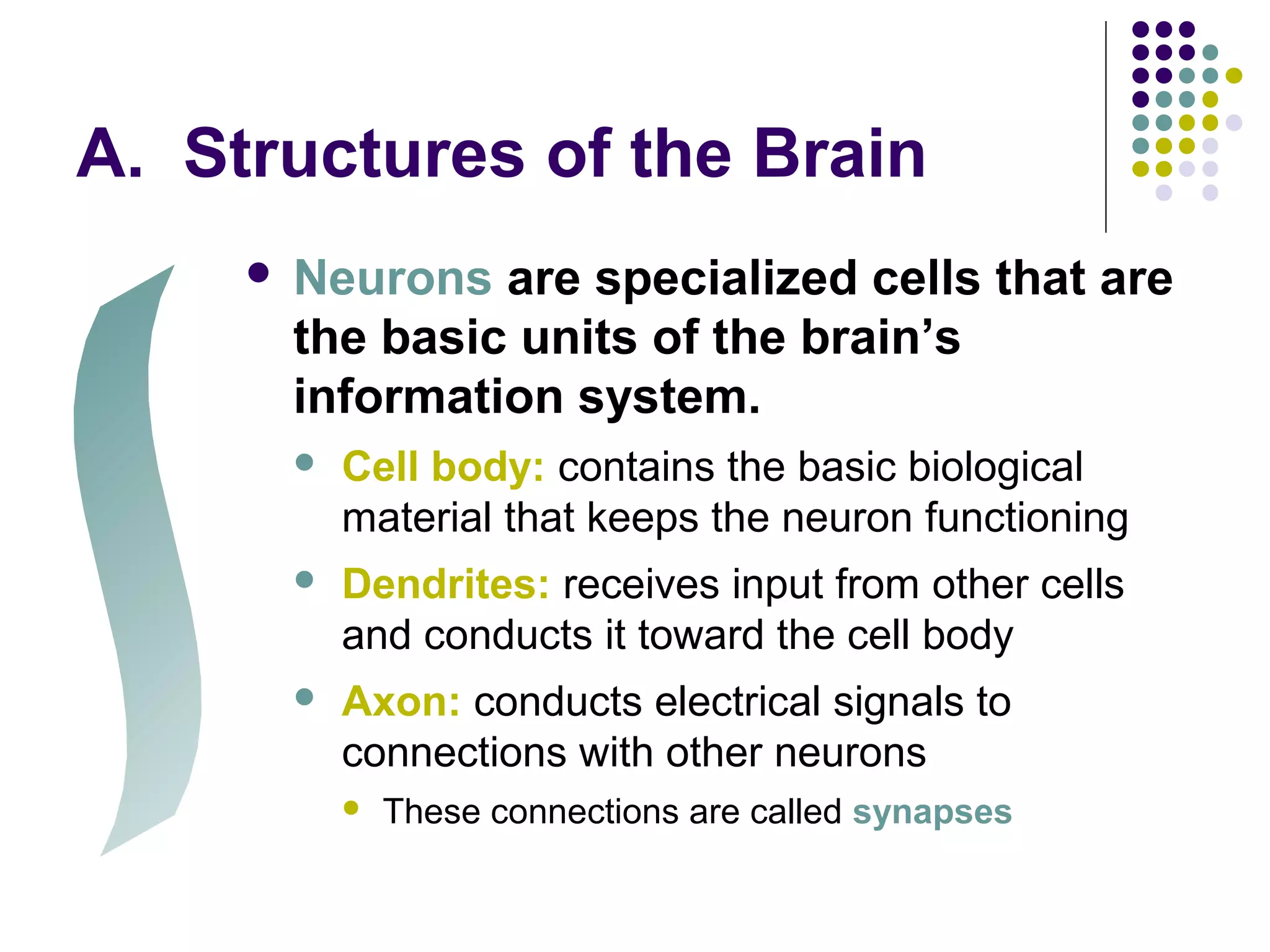 A. Structures of the Brain
 Neurons are specialized cells that are
the basic units of the brain’s
information system.
 Cell body: contains the basic biological
material that keeps the neuron functioning
 Dendrites: receives input from other cells
and conducts it toward the cell body
 Axon: conducts electrical signals to
connections with other neurons
 These connections are called synapses
 