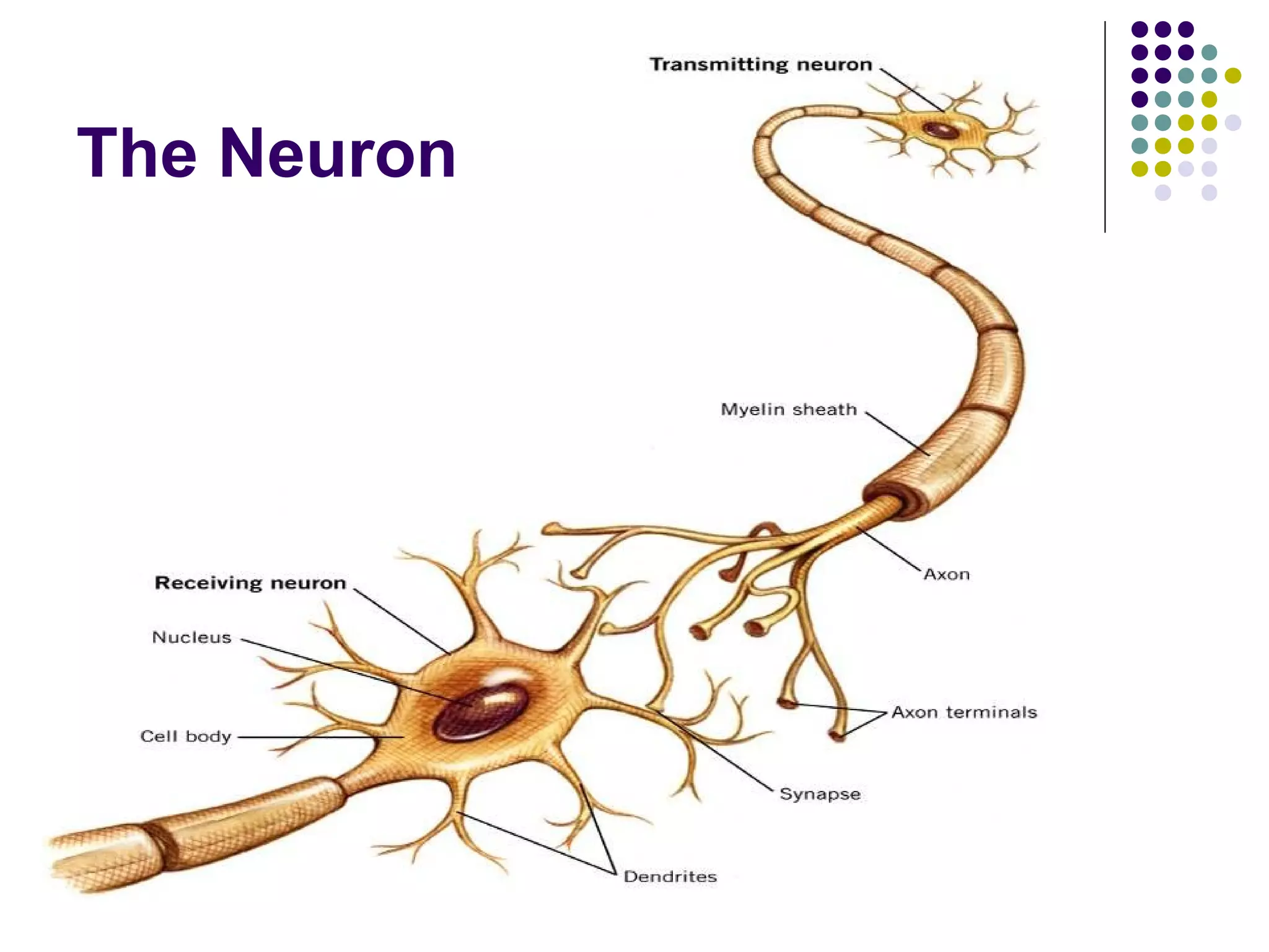 The Neuron
 
