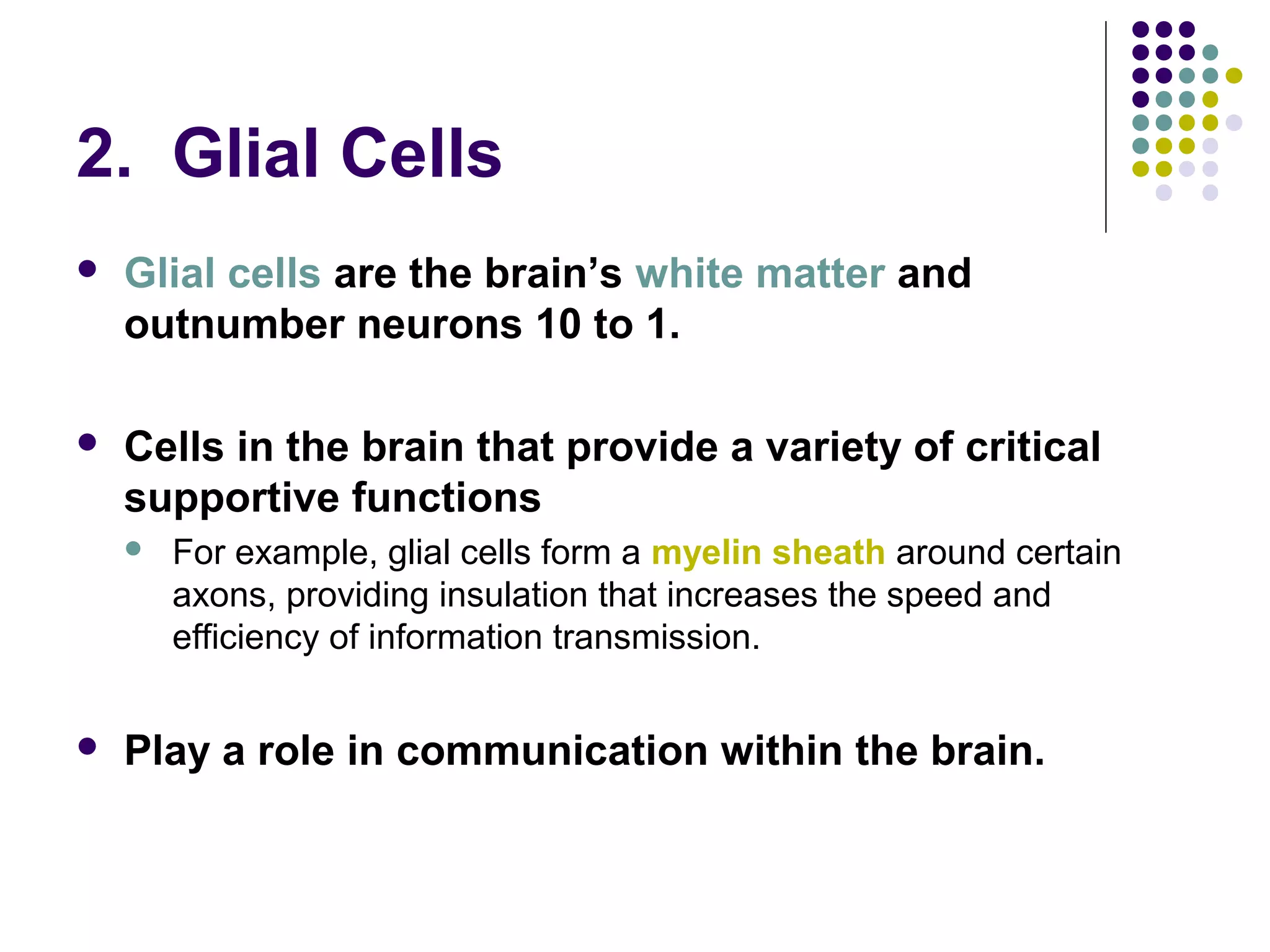 2. Glial Cells
 Glial cells are the brain’s white matter and
outnumber neurons 10 to 1.
 Cells in the brain that provide a variety of critical
supportive functions
 For example, glial cells form a myelin sheath around certain
axons, providing insulation that increases the speed and
efficiency of information transmission.
 Play a role in communication within the brain.
 
