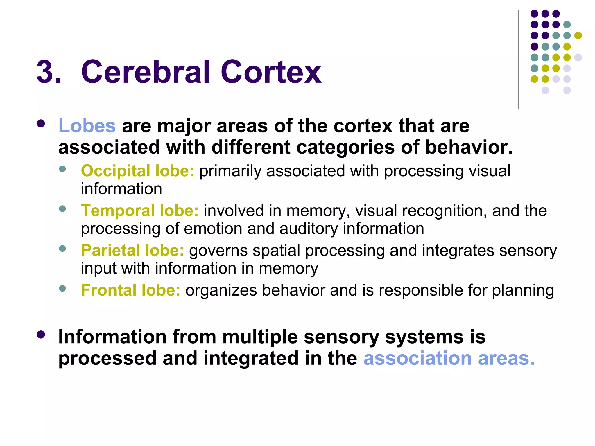 3. Cerebral Cortex
 Lobes are major areas of the cortex that are
associated with different categories of behavior.
 Occipital lobe: primarily associated with processing visual
information
 Temporal lobe: involved in memory, visual recognition, and the
processing of emotion and auditory information
 Parietal lobe: governs spatial processing and integrates sensory
input with information in memory
 Frontal lobe: organizes behavior and is responsible for planning
 Information from multiple sensory systems is
processed and integrated in the association areas.
 
