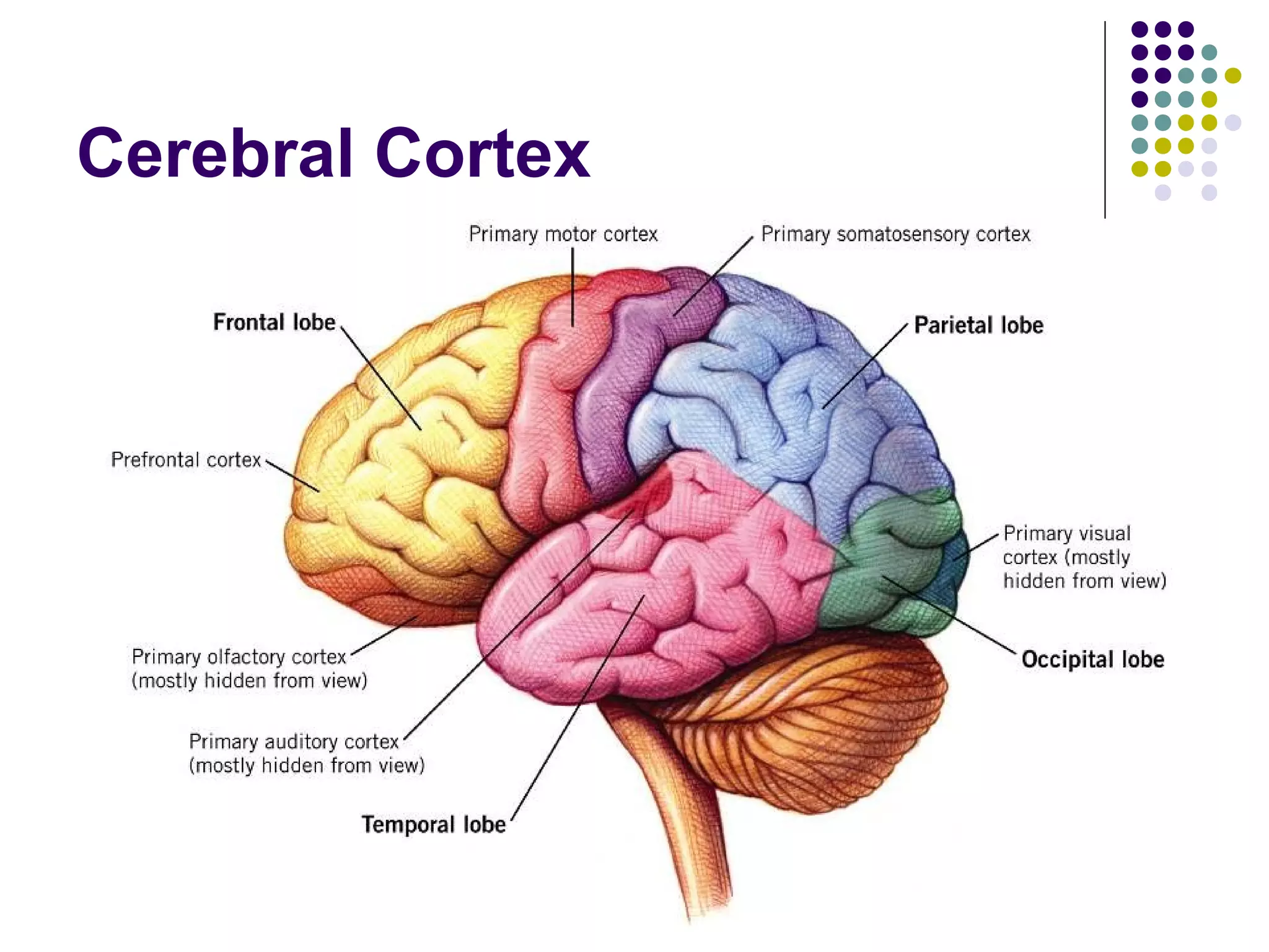 Cerebral Cortex
 