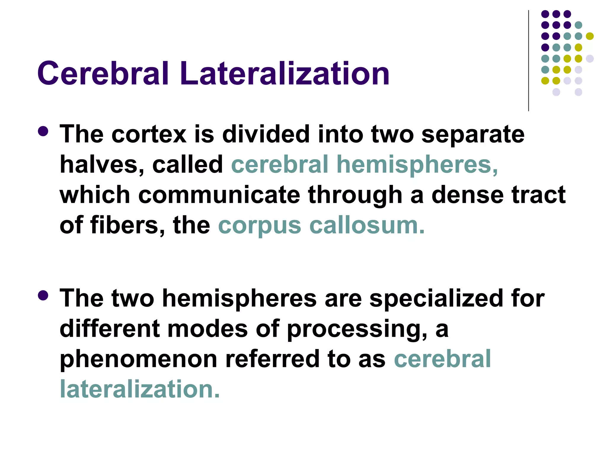 Cerebral Lateralization
 The cortex is divided into two separate
halves, called cerebral hemispheres,
which communicate through a dense tract
of fibers, the corpus callosum.
 The two hemispheres are specialized for
different modes of processing, a
phenomenon referred to as cerebral
lateralization.
 