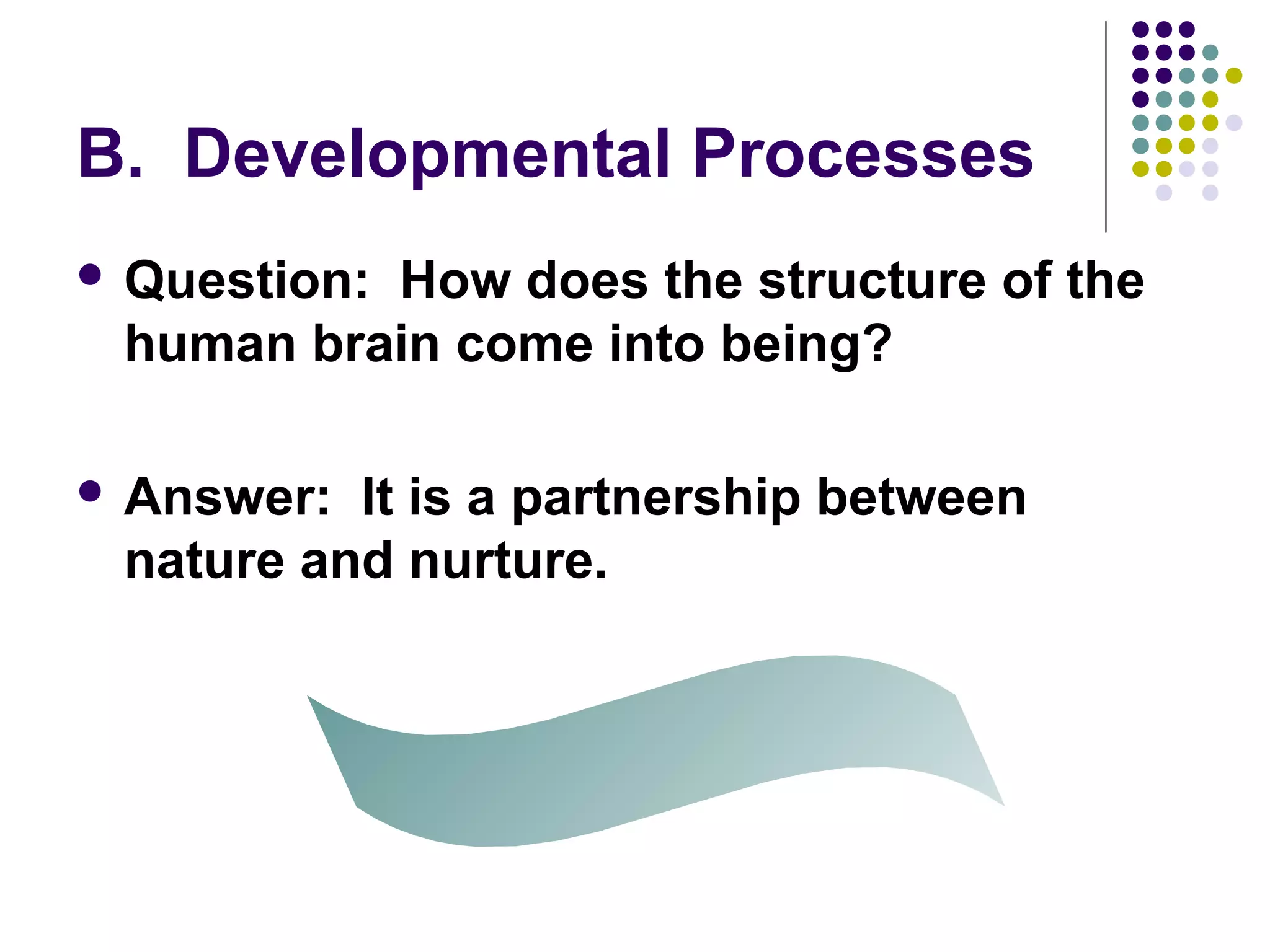 B. Developmental Processes
 Question: How does the structure of the
human brain come into being?
 Answer: It is a partnership between
nature and nurture.
 