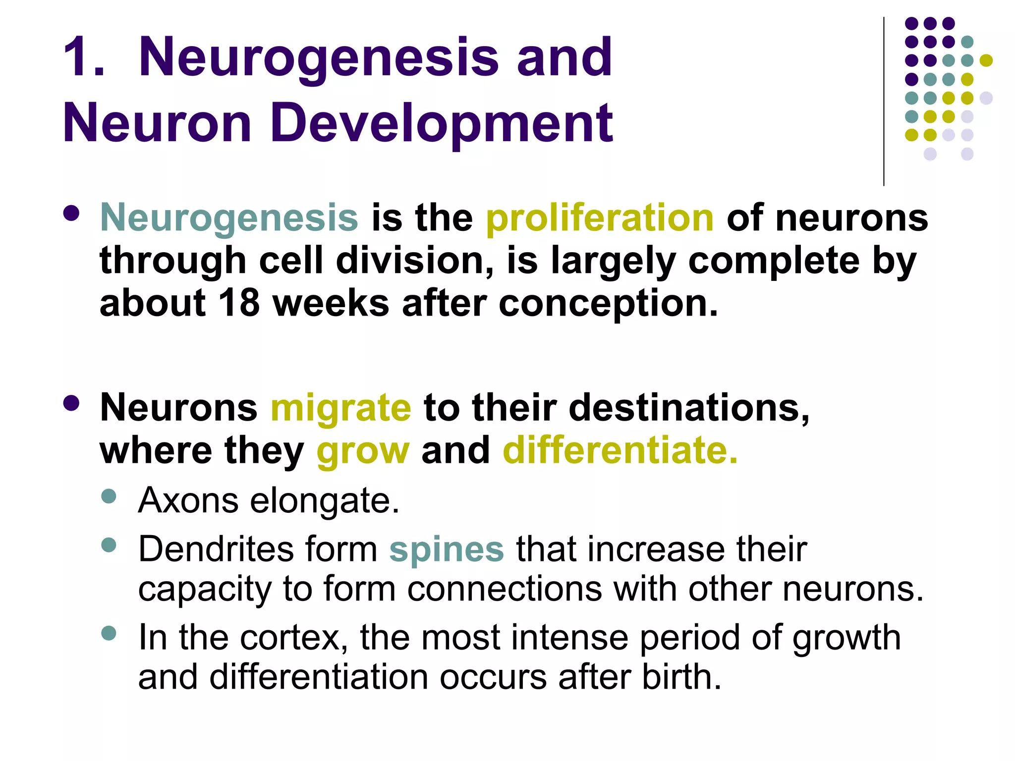 1. Neurogenesis and
Neuron Development
 Neurogenesis is the proliferation of neurons
through cell division, is largely complete by
about 18 weeks after conception.
 Neurons migrate to their destinations,
where they grow and differentiate.
 Axons elongate.
 Dendrites form spines that increase their
capacity to form connections with other neurons.
 In the cortex, the most intense period of growth
and differentiation occurs after birth.
 